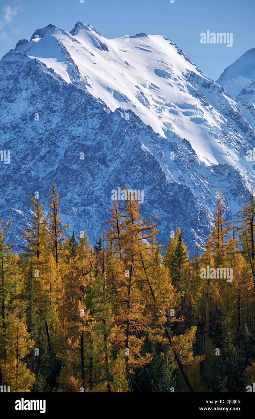 Nord Chui Bergkette mit Lärchenwald ist im Vordergrund. . Altai, Russland Stockfoto