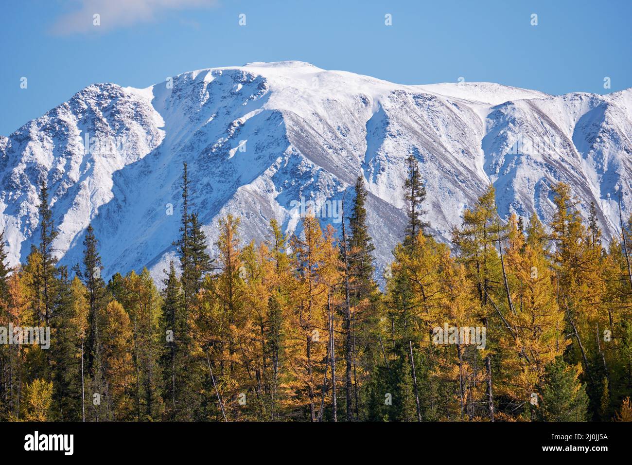 Nord Chui Bergkette mit Lärchenwald ist im Vordergrund. . Altai, Russland Stockfoto