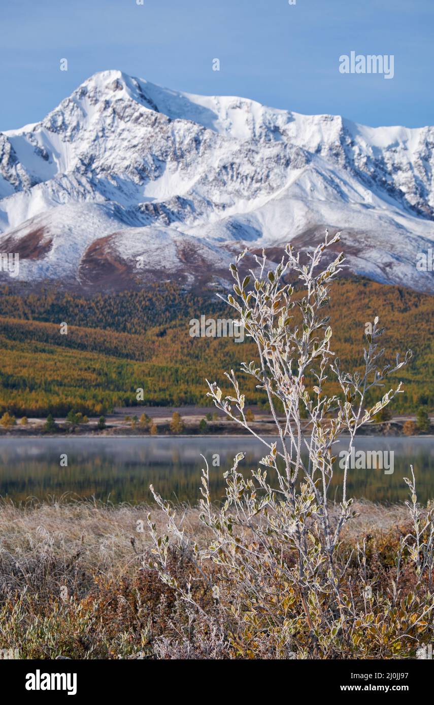 Gefrorene Weidenblätter unter Reif. North Chuiskiy Ridge Snow Mountains liegt im Hintergrund. Stockfoto