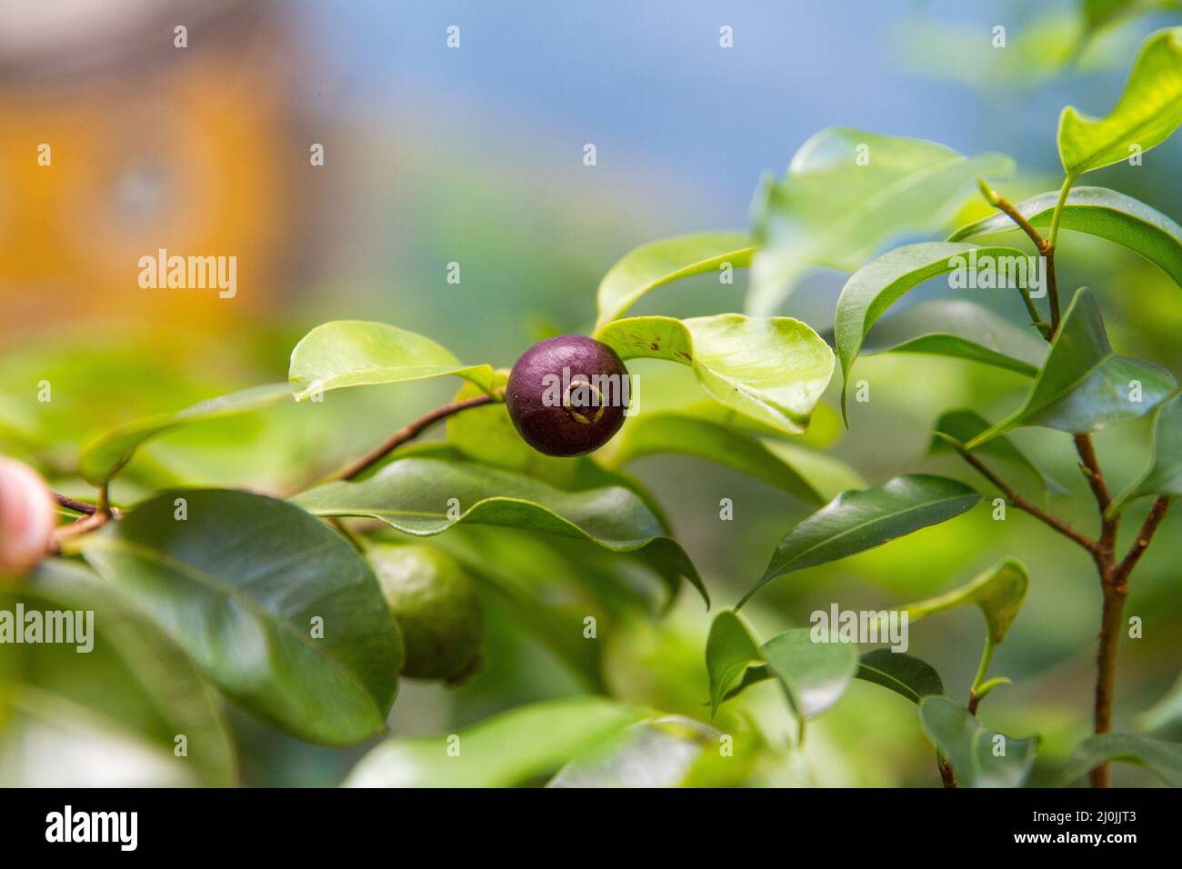 Obst, bekannt als Arrack, in einem Garten in Rio de Janeiro, Brasilien. Stockfoto