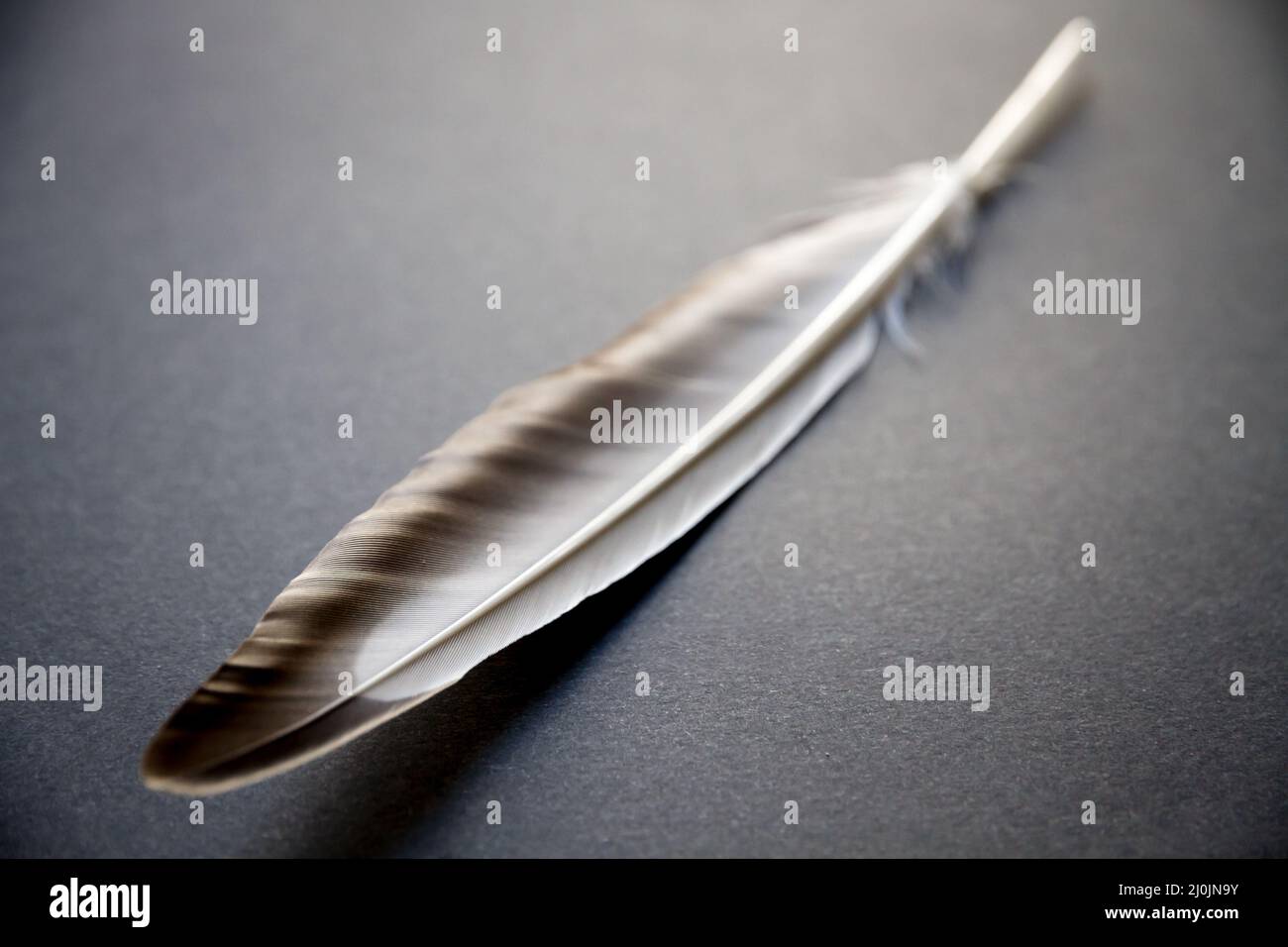 Feder auf grauem Hintergrund Stockfoto