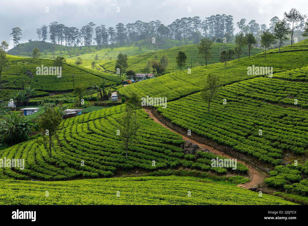 Sri Lanka Tea Plantation. Lipton's Seat, Haputale, Sri Lanka. Stockfoto