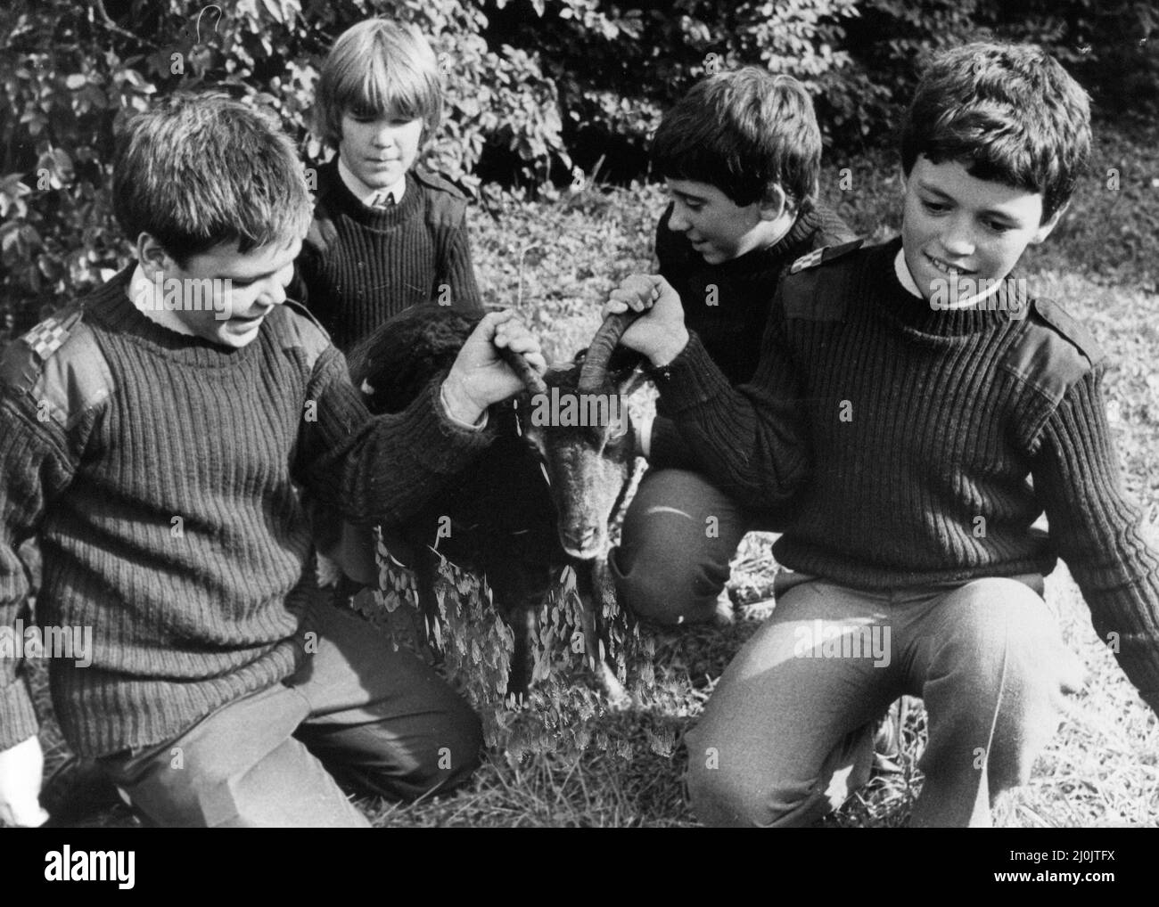 Yarm School, Yarm, North Yorkshire, England, Montag, 5.. Oktober 1981. Unser Bild Zeigt ... Die Jungs an der unabhängigen Yarm School haben jetzt Live-Unterricht in Geschichte, Biologie, Geographie und Naturschutz, denn zwei Neulinge sind seltene Soay-Schafe aus dem abgelegenen St. Kilda in den Äußeren Hebriden, die Schule hofft, eine kleine Herde aufzubauen. Stockfoto