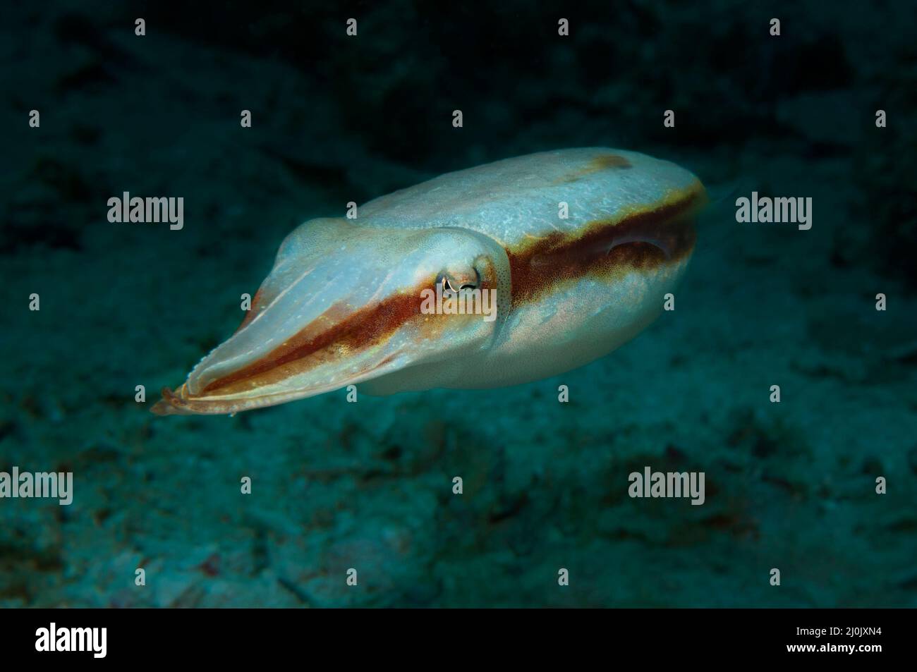 Ein Tintenfisch schwebt in der Nähe eines Meeresbodens, Panglao, Philippinen Stockfoto