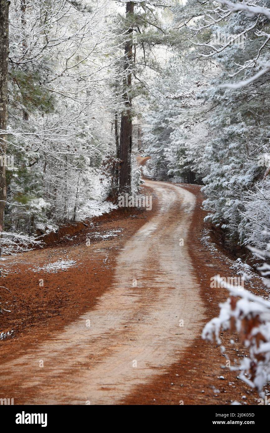 Der Feldweg schlängelt sich durch einen Kiefernwald im Süden von Arkansas. Leichter Schnee bedeckt Äste und die Straße verschwindet in der Ferne. Stockfoto