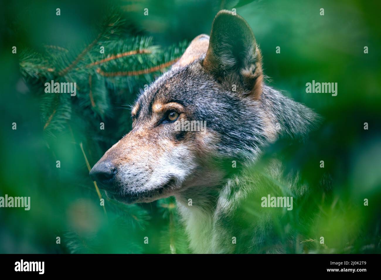 Jagd auf europäischen Wolf, Potrait im Wald Stockfoto