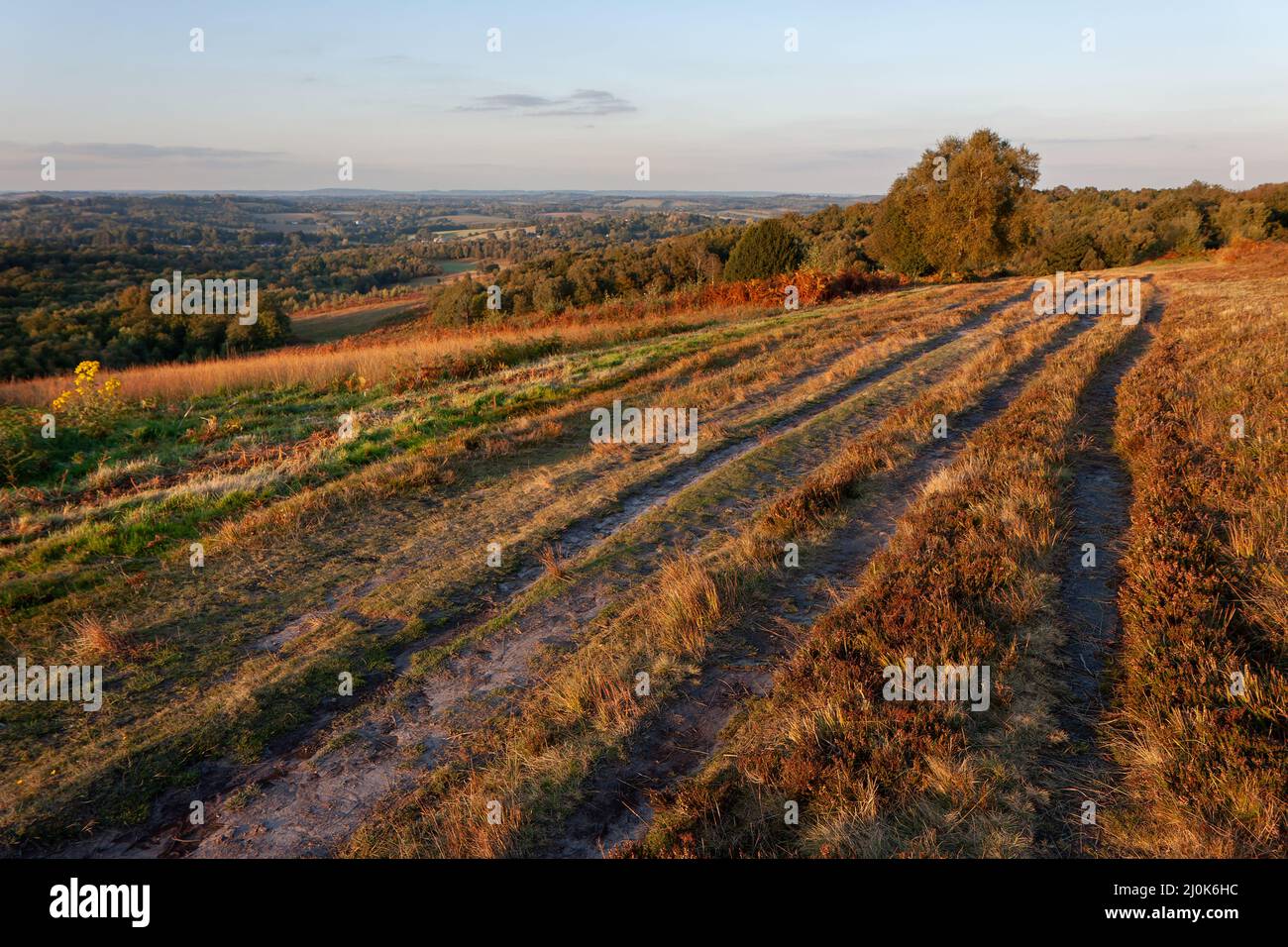 Herbst Sonne beleuchtet die Ashdown Forest Stockfoto