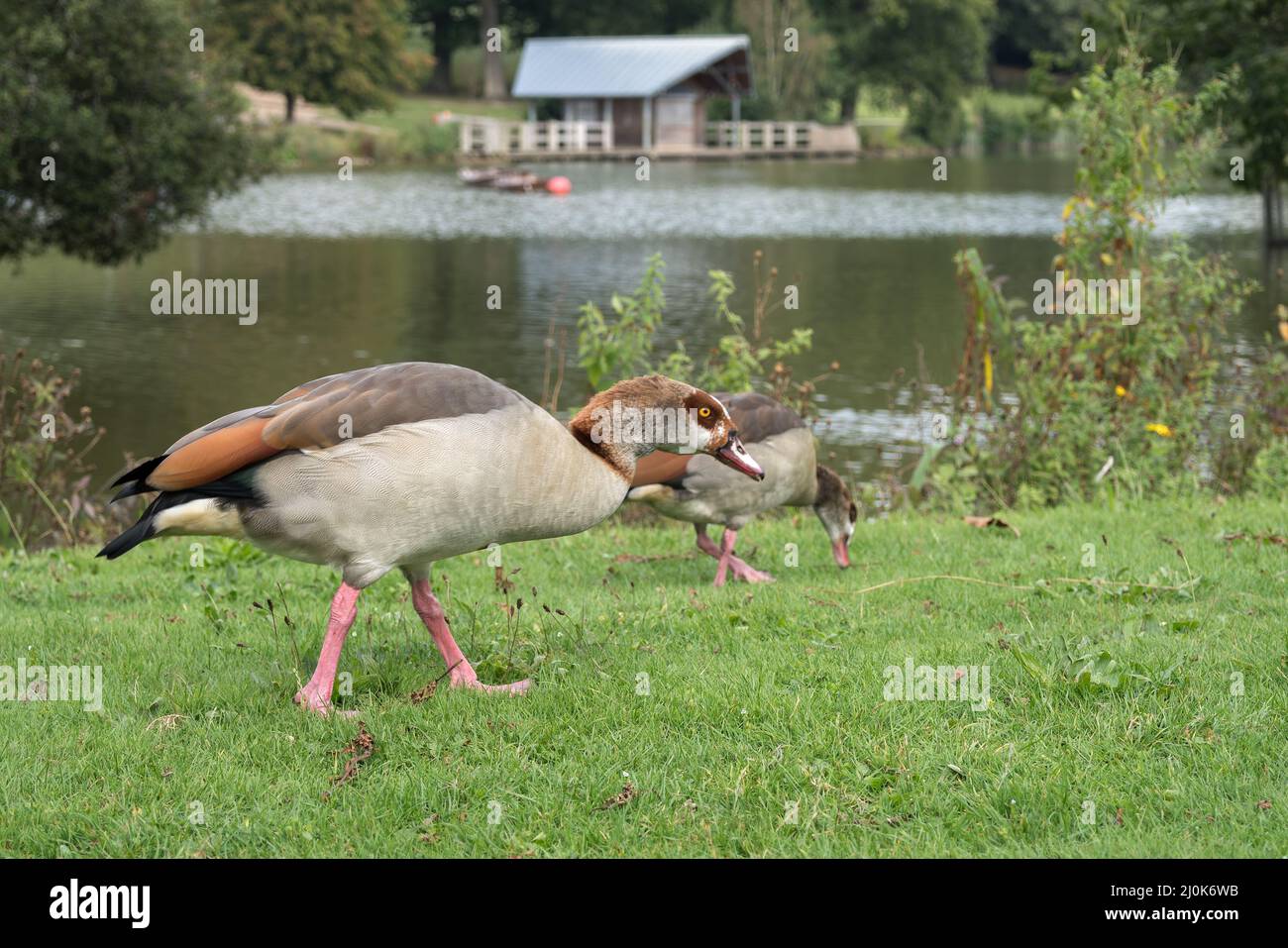 Ägyptische Gans (alopochen aegyptiacus) am See Stockfoto