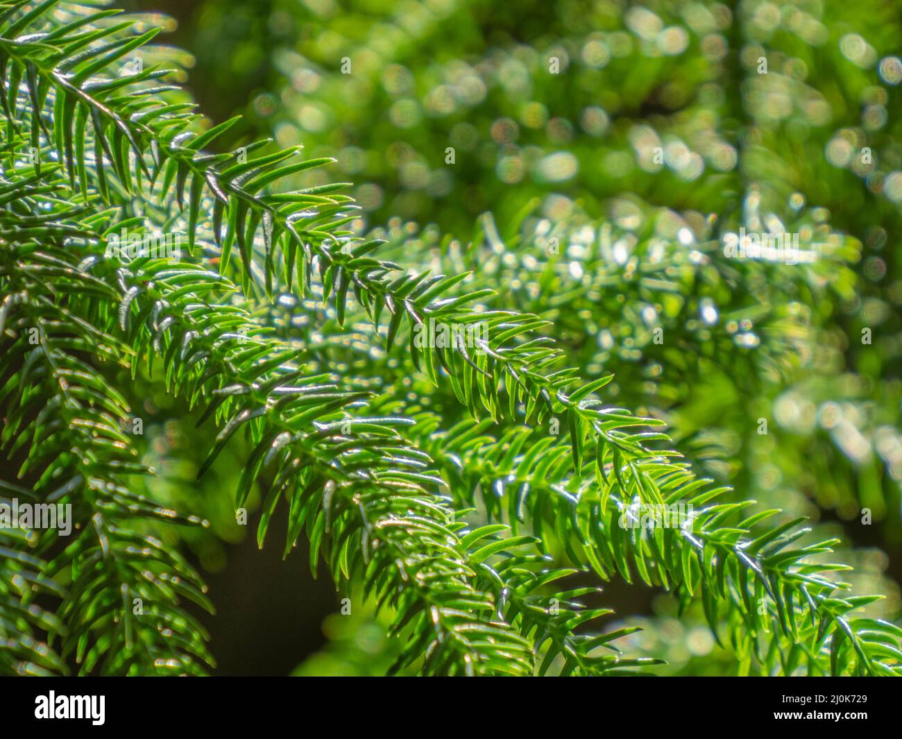 Hellgrüner Hintergrund von jungen Araucaria heterophylla-Baumzweig und nebligen Blättern Stockfoto