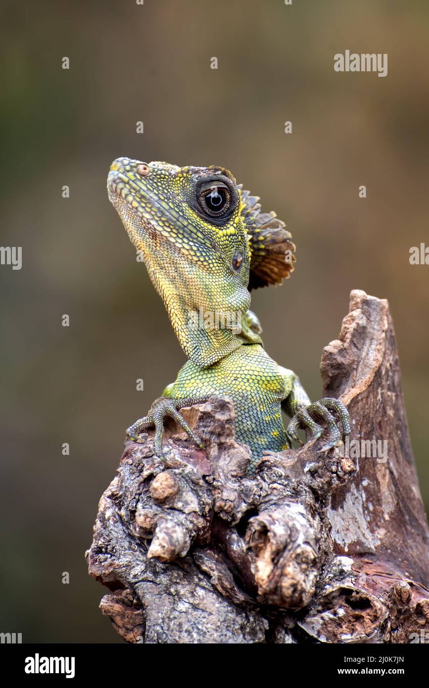 Winkelkopfeidechse ( Gonocephalus bornensis ) auf Baumstamm Stockfoto