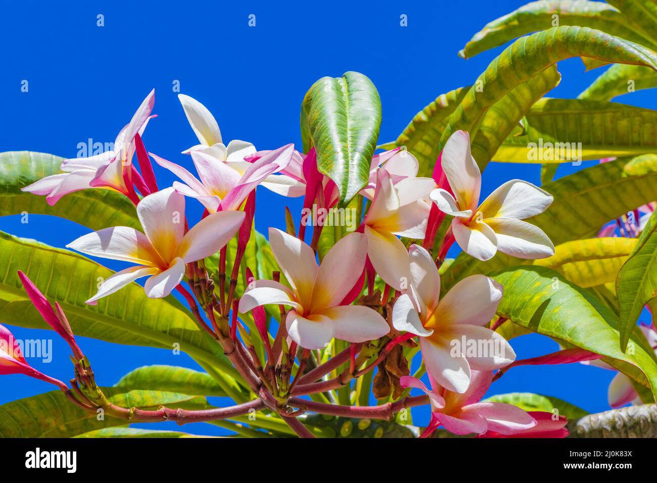 Plumeria rosa und gelbe Blüten mit blauem Himmel in Mexiko. Stockfoto