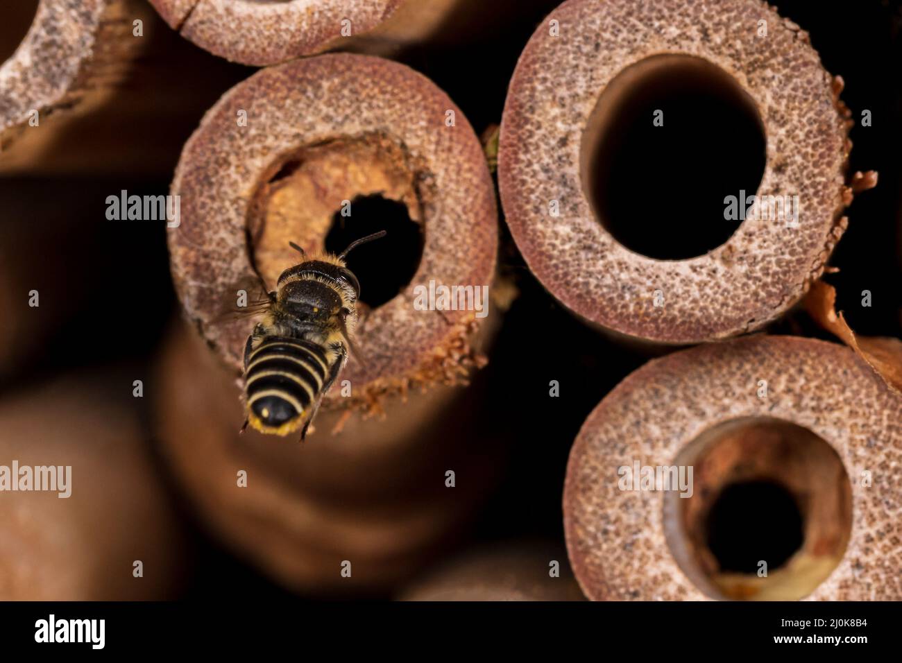 WESTERN Leafcutter Bee fliegt zum Bienenhaus. Schutz von Insekten und Wildtieren, Erhaltung von Lebensräumen und Gartenkonzept für Gartenblumen Stockfoto