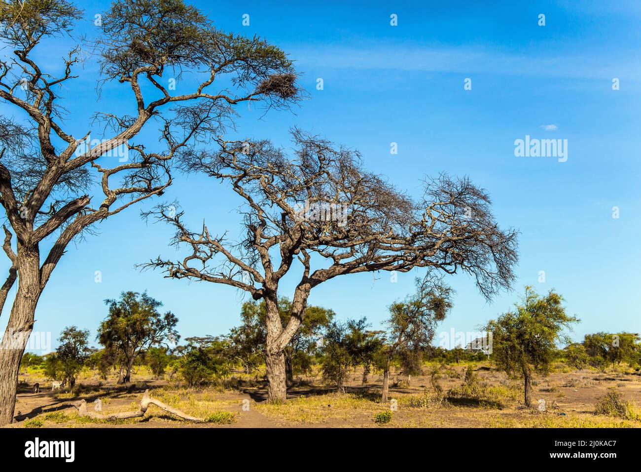 Savanne mit Wüstenvorräten Stockfoto