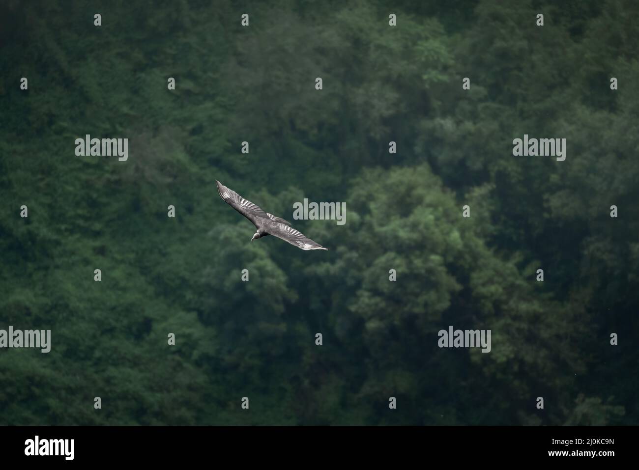 Schwarzgeier beim Fliegen (Coragyps atratus) Stockfoto