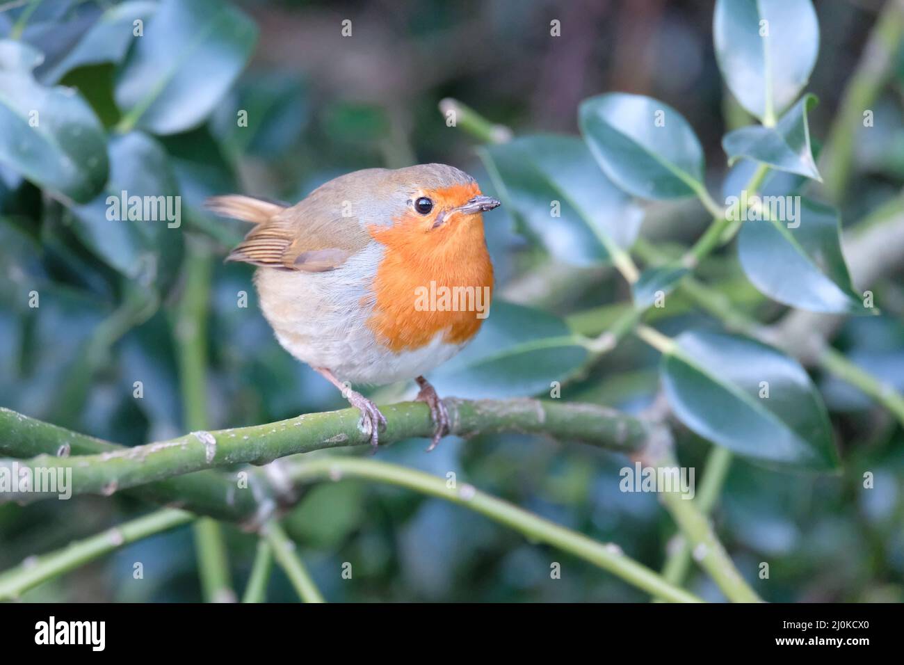 London, Großbritannien, 19.. März 2022. Ein Rotkehlchen (Erithacus rubecula) sitzt in der Frühlingssonne in einem Busch, da das Verhalten während der Brutzeit territorial erscheint. Kredit: Elfte Stunde Fotografie/Alamy Live Nachrichten Stockfoto