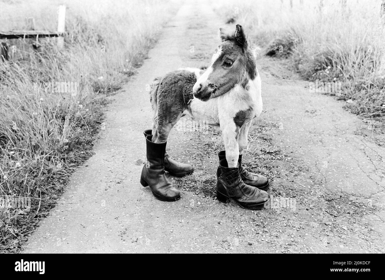 Großbritanniens kleinstes Shetland-Pony „Lucky“. Als sie geboren wurde, war sie nur 14 cm lang. Sie wird warten müssen, bis sie ein wenig aufwächst, bevor sie mit Hufeisen ausgestattet werden kann.Glückliches Bild hier stehend in zwei Paar alten Stiefeln August 1980. Stockfoto