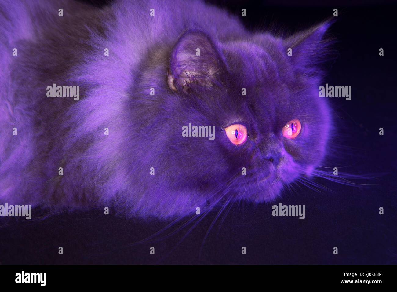Porträt einer flauschigen grauen Katze, die von purpurnen Lichtern erleuchtet ist. Stockfoto