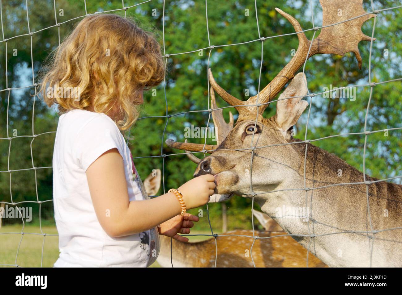 Das kleine Mädchen füttert einen Hirsch im Wildreservat. Stockfoto