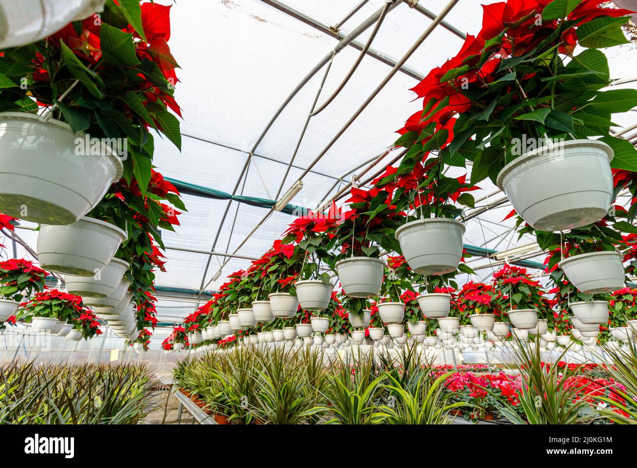 Weihnachtssterne Blume. Gewächshaus gefüllt mit roten Feiertagsblumen Pflanzen in Töpfen stehen in Reihen und hängen. Stockfoto