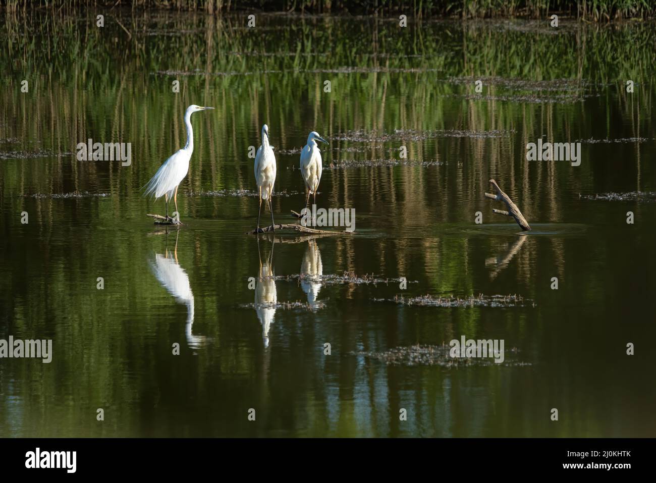 Bild des Großreiher Ardea alba auf dem natürlichen Hintergrund. Reiher, Weiße Vögel, Tier Stockfoto