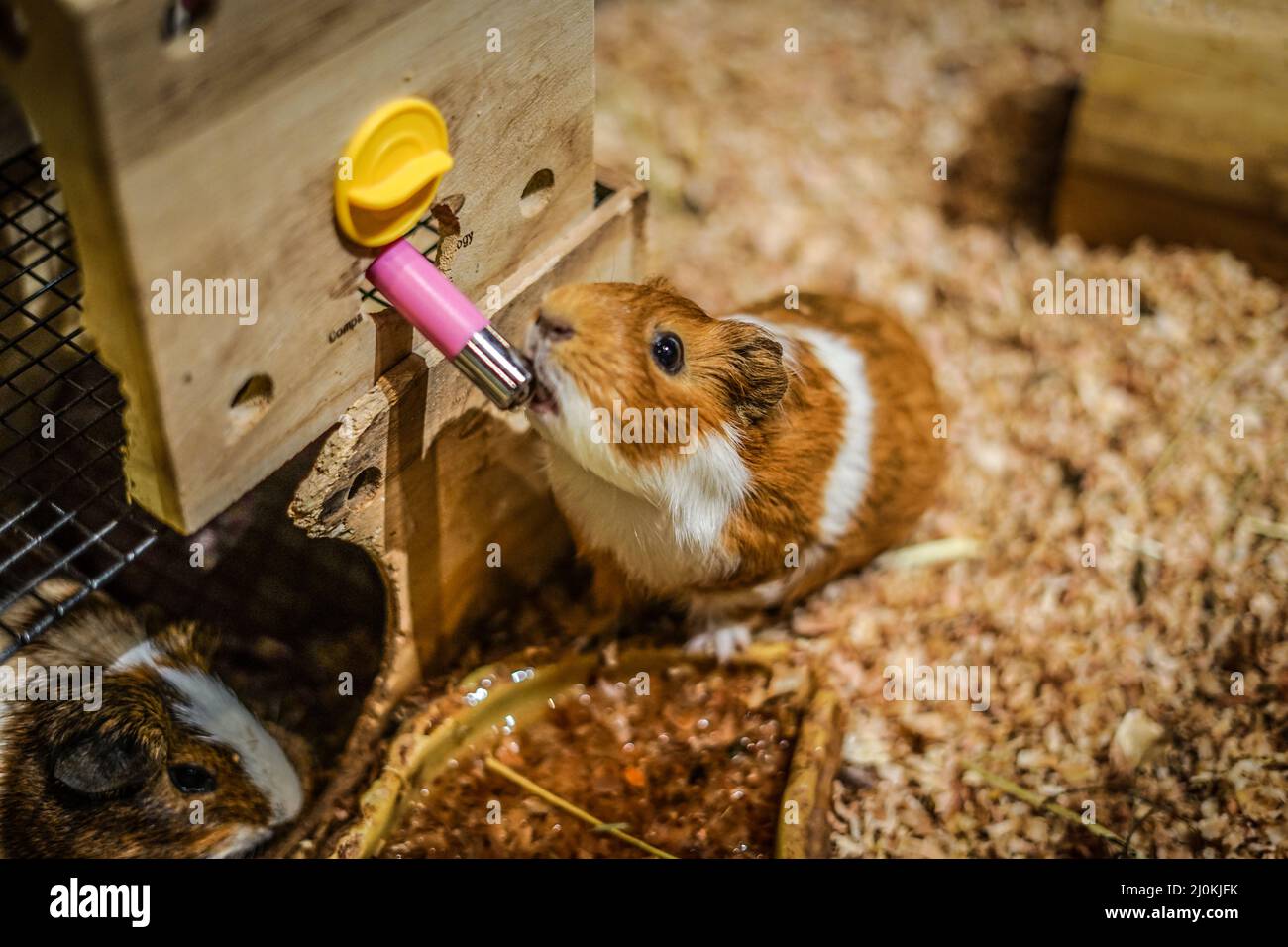 Niedliches Pureridokku-Bild von Stockfoto