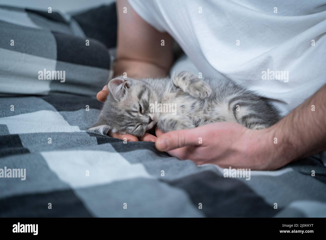 Beste Freunde, die ein Nickerchen machen. Mann liegt auf dem Bett und spielt mit dem kleinen britischen Kätzchen. Beziehung zwischen Besitzer und inländischem Katzentier Stockfoto
