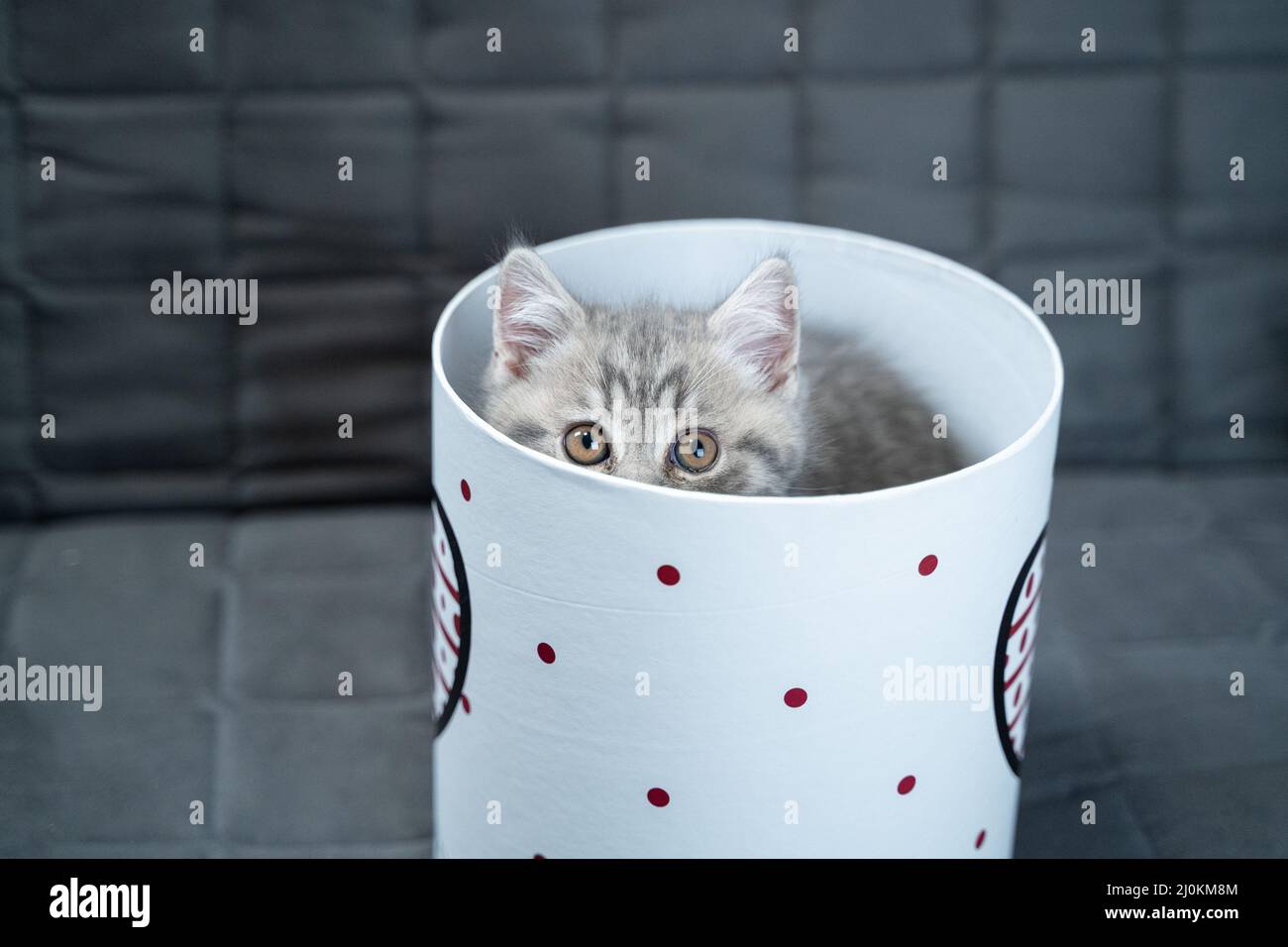 Ein fröhliches Kätzchen spielt mit einer Geschenkbox, die zu Hause auf der Couch hinein- und herausschaut. Eine graue Kinderkatze o Stockfoto