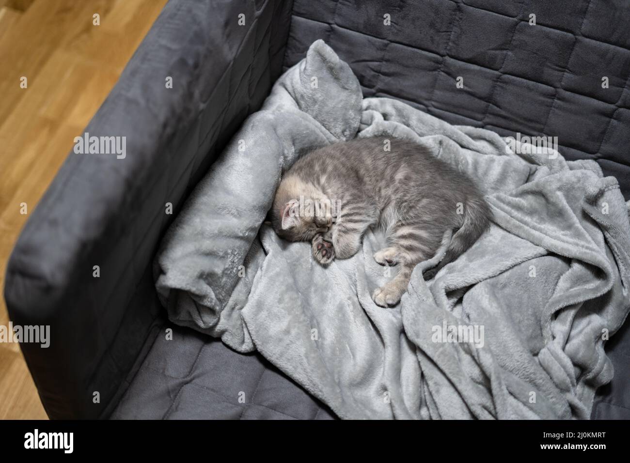 Schlafende Katze, perfekter Traum. Tierkind schlief ein. Schöne kleine grau gestromte Kätzin von Scottish Straight Rasse schläft swe Stockfoto