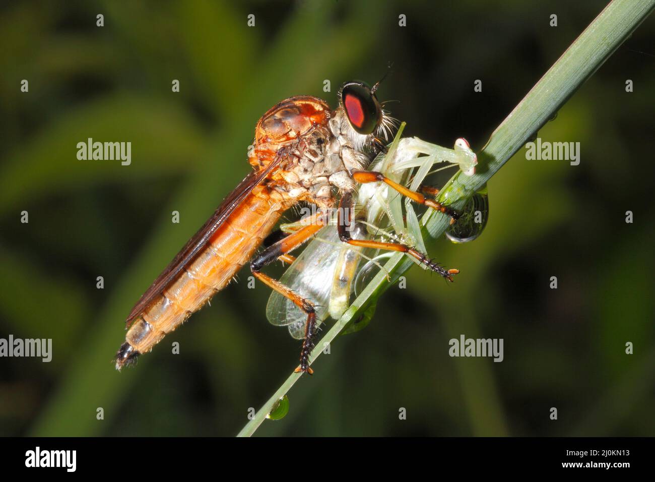 Raubfliege, Familie Asilidae. Unbekannte Arten, da die meisten Raubfliegen in dieser Familie ähnlich aussehen und auf einem Foto schwer zu identifizieren sind. Stockfoto