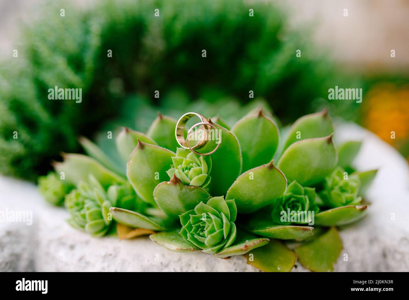 Nahaufnahme von Eheringen auf der Eonium-Pflanze auf unscharfem Hintergrund. Stockfoto
