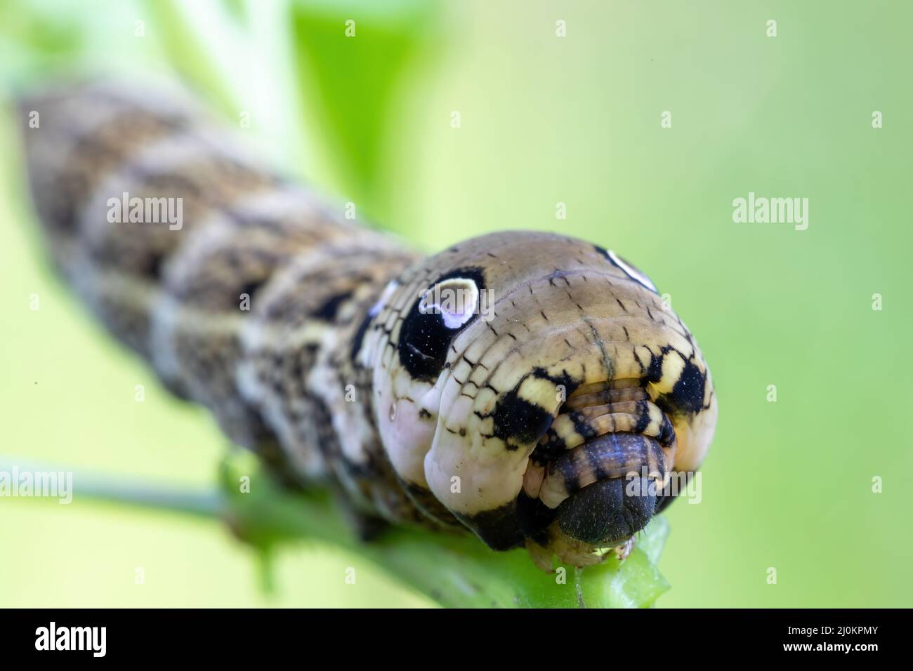 Große Raupen von Deilephila elpenor Stockfoto