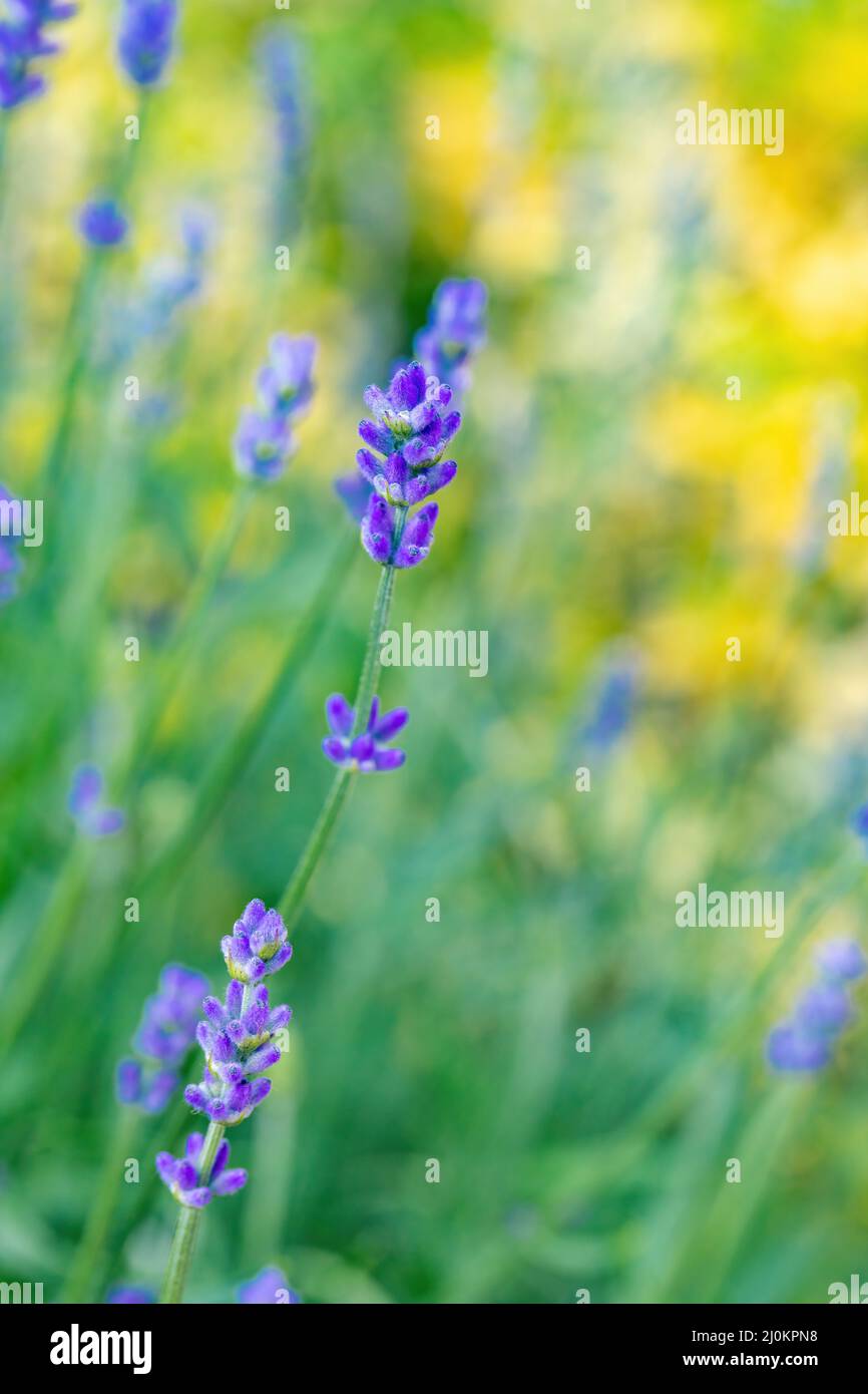 Sommerlavendel blüht im Garten Stockfoto