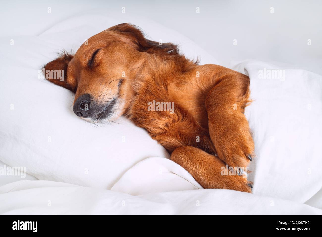 Brauner langhaariger Dachshund oder Wursthund, der auf einem Kissen und unter der Decke wie ein Mensch im weißen Bett schläft. Haustierfreundliches Hotelkonzept Stockfoto