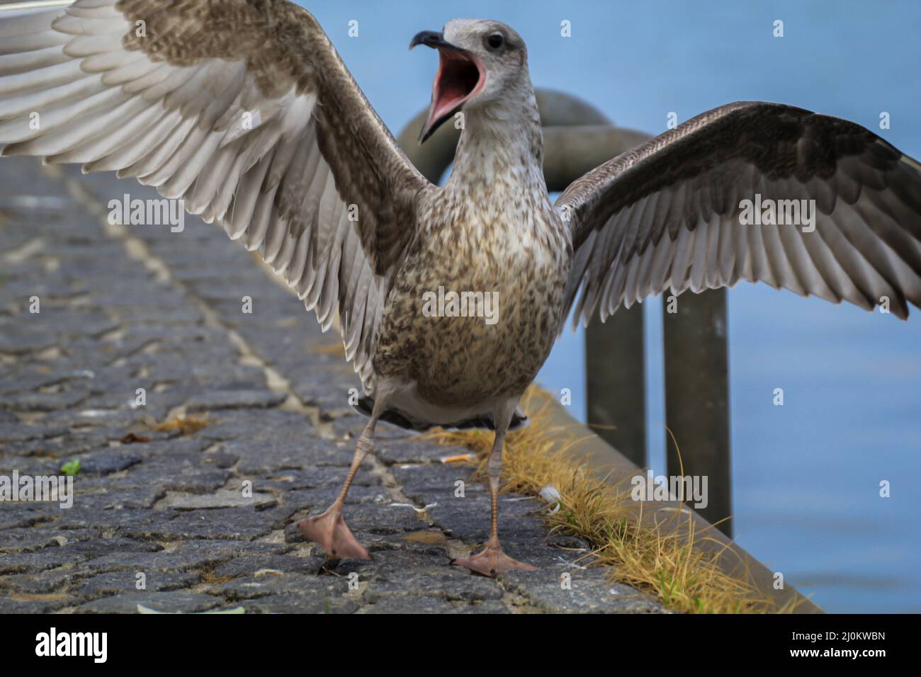 Porträt einer Schwarzkopfmöwe. Schwarzkopfmöwe am Kai an der Ostsee. Stockfoto