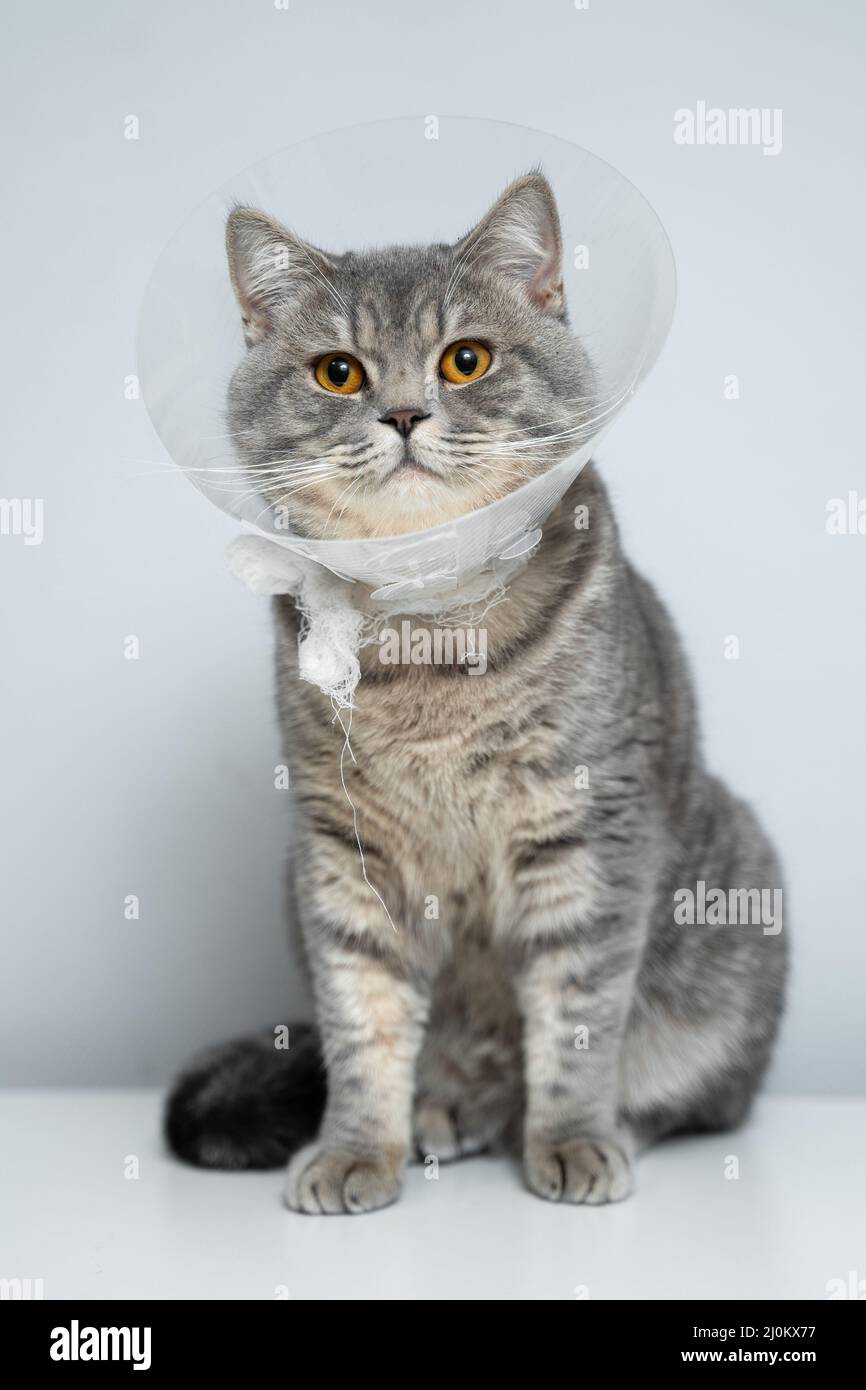 Kunststoff-Schutzkragen für Tier auf Katze der britischen Rasse posiert im Studio. Recovery-Kragen-Methode zur Verhinderung von Tieren Stockfoto