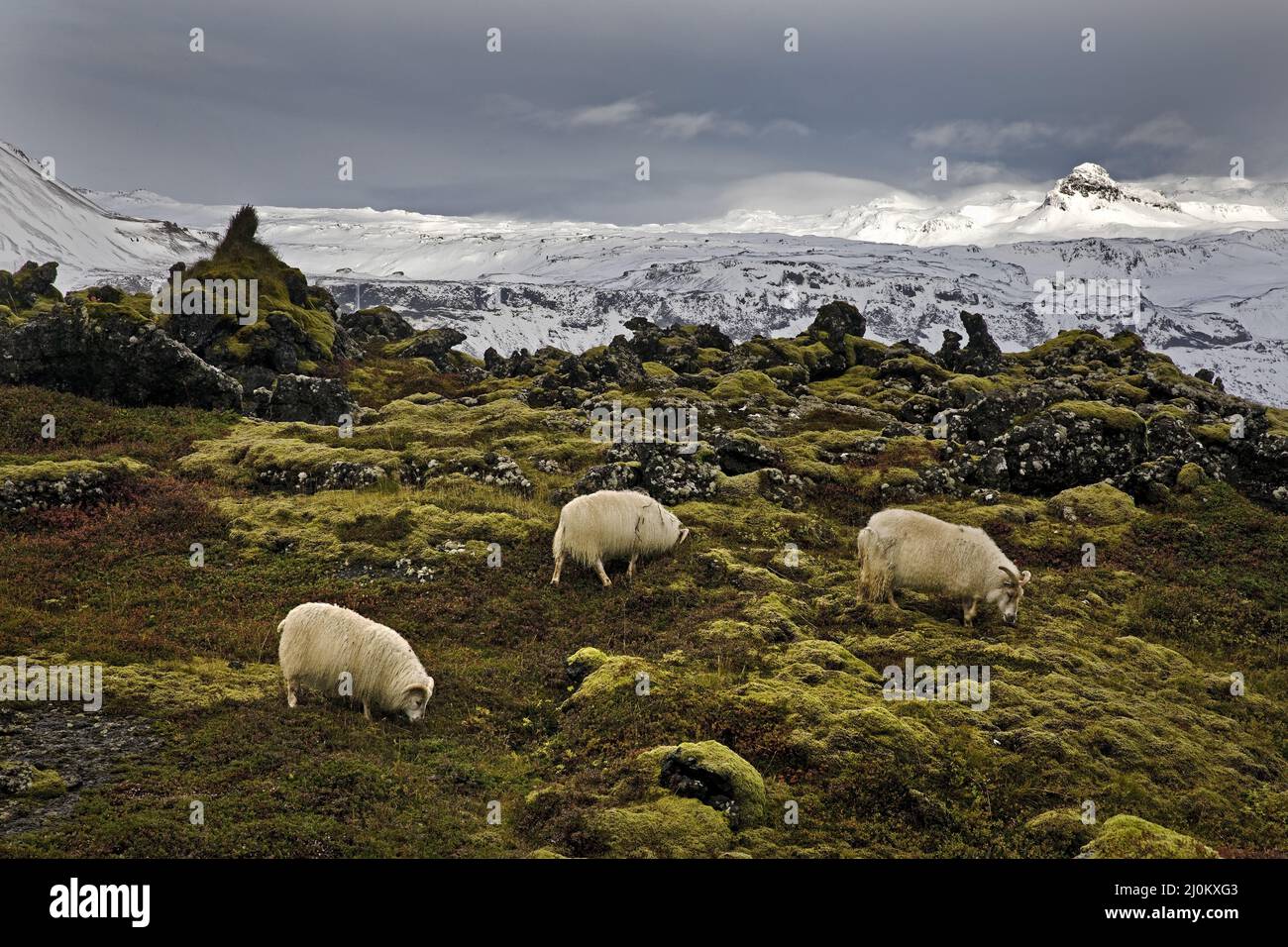 Drei Schafe (Ovis gmelini aries) vor dem Bergpanorama mit Schnee, Budahraun, Budir, Island Stockfoto