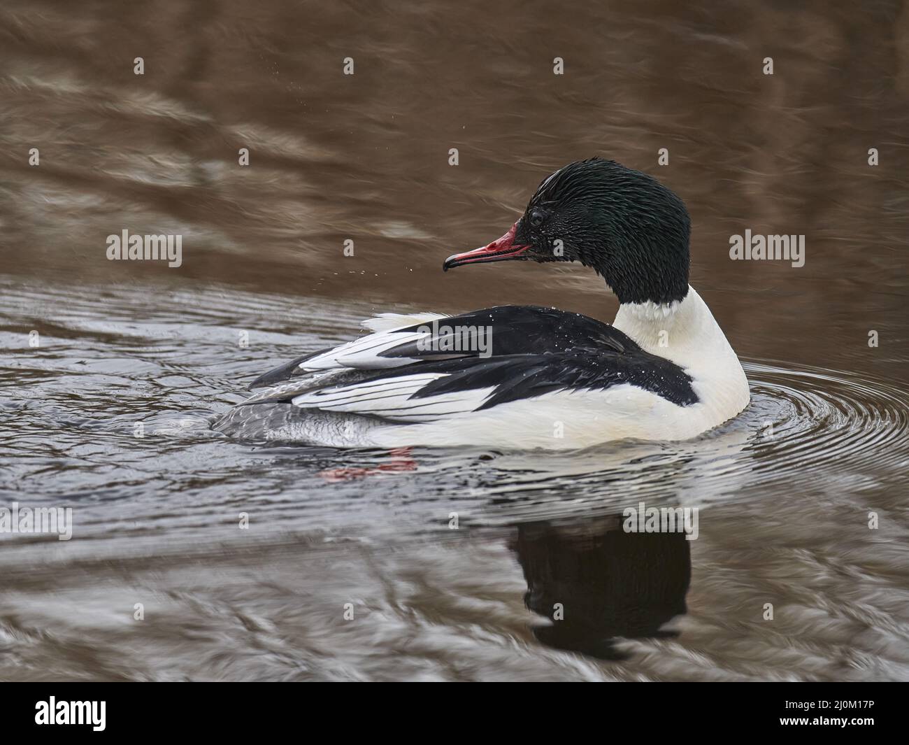Gänsesäger Stockfoto