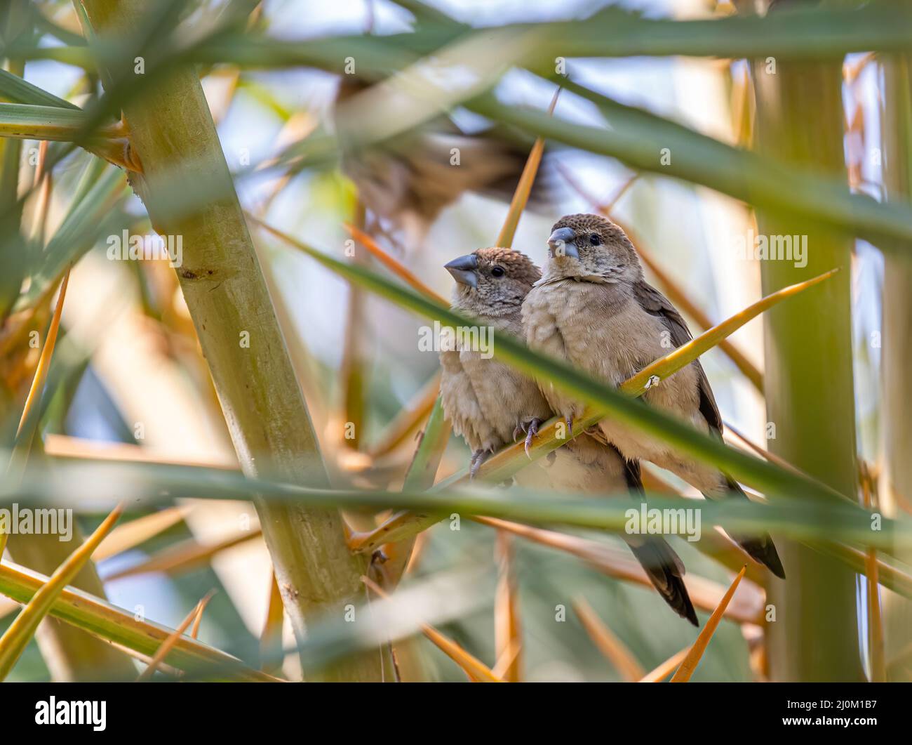Selektiver Fokus der beiden indischen Silberschnabel-Vögel, die auf einer Pflanze stehen Stockfoto