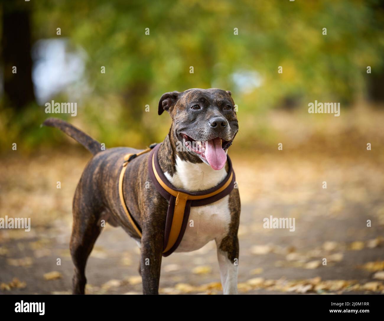 Dog American Pit Bull Terrier steht im Herbstpark und schaut auf die Kamera. Zunge ragt aus dem Mund, guter Hund Stockfoto