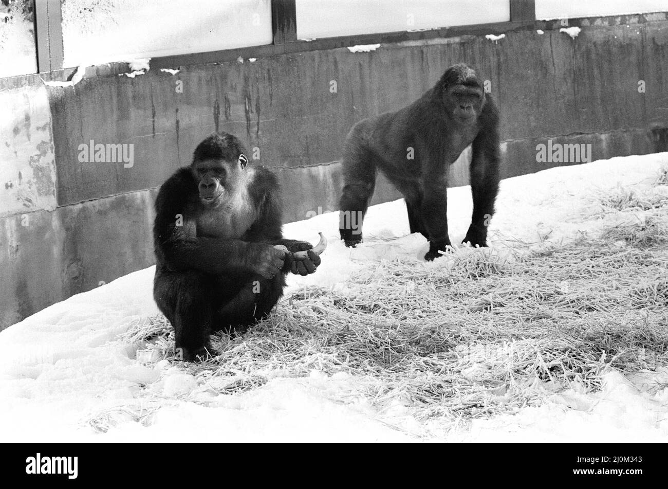 Zwei Silverback Gorillas in ihrem Gehege im Twycross Zoo. 14.. Januar 1982. Stockfoto