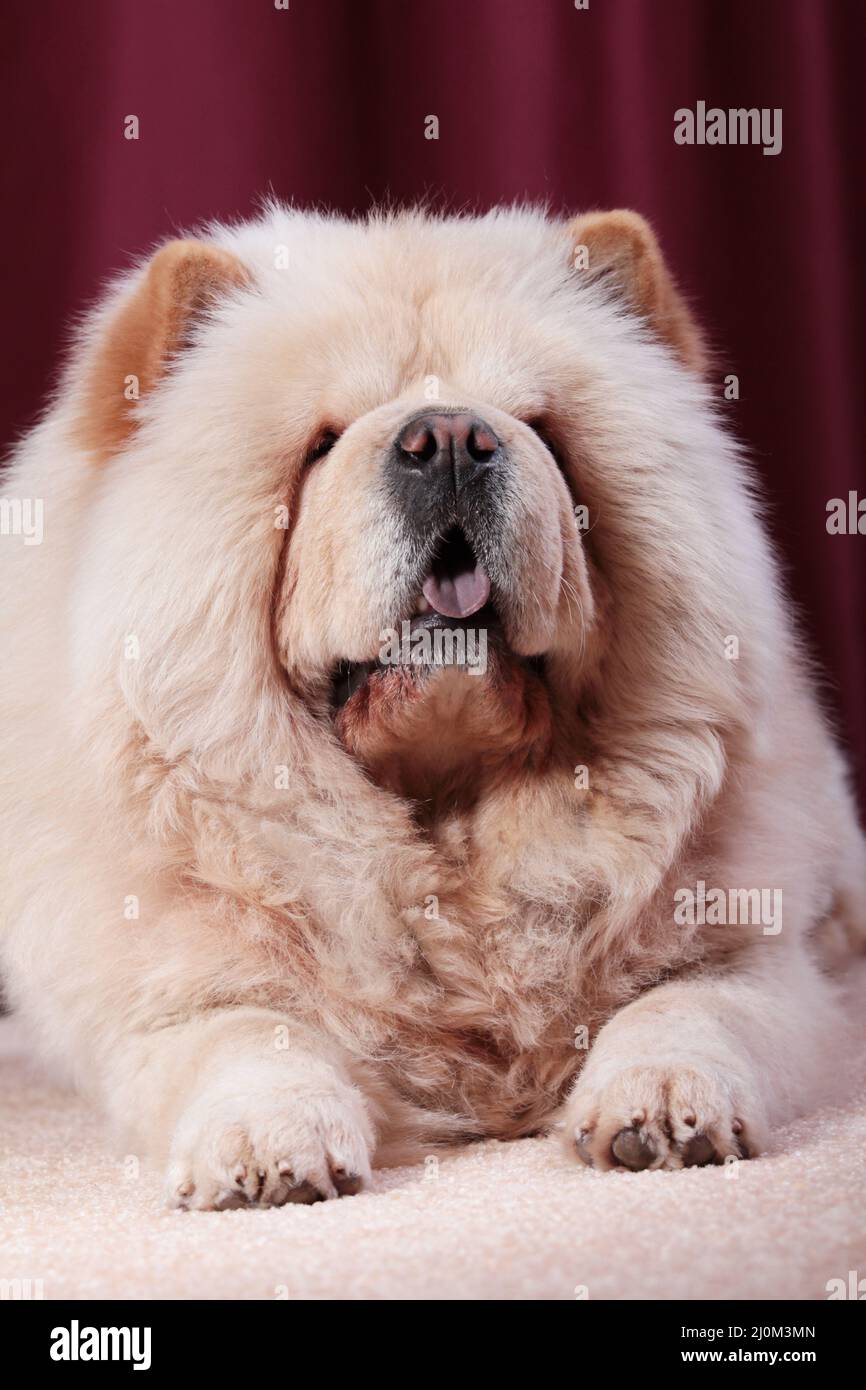 Portait von Chow Chow Hund, Canis lupus familiaris Stockfoto