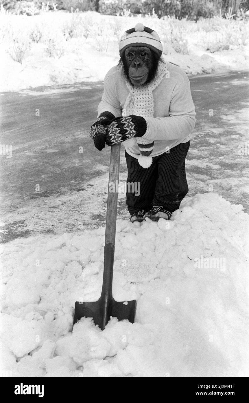 Ein Schimpanse wickelte sich gegen die Kälte und klärte die Wege nach einem Schneefall im Twycross Zoo. 14.. Januar 1982. Stockfoto