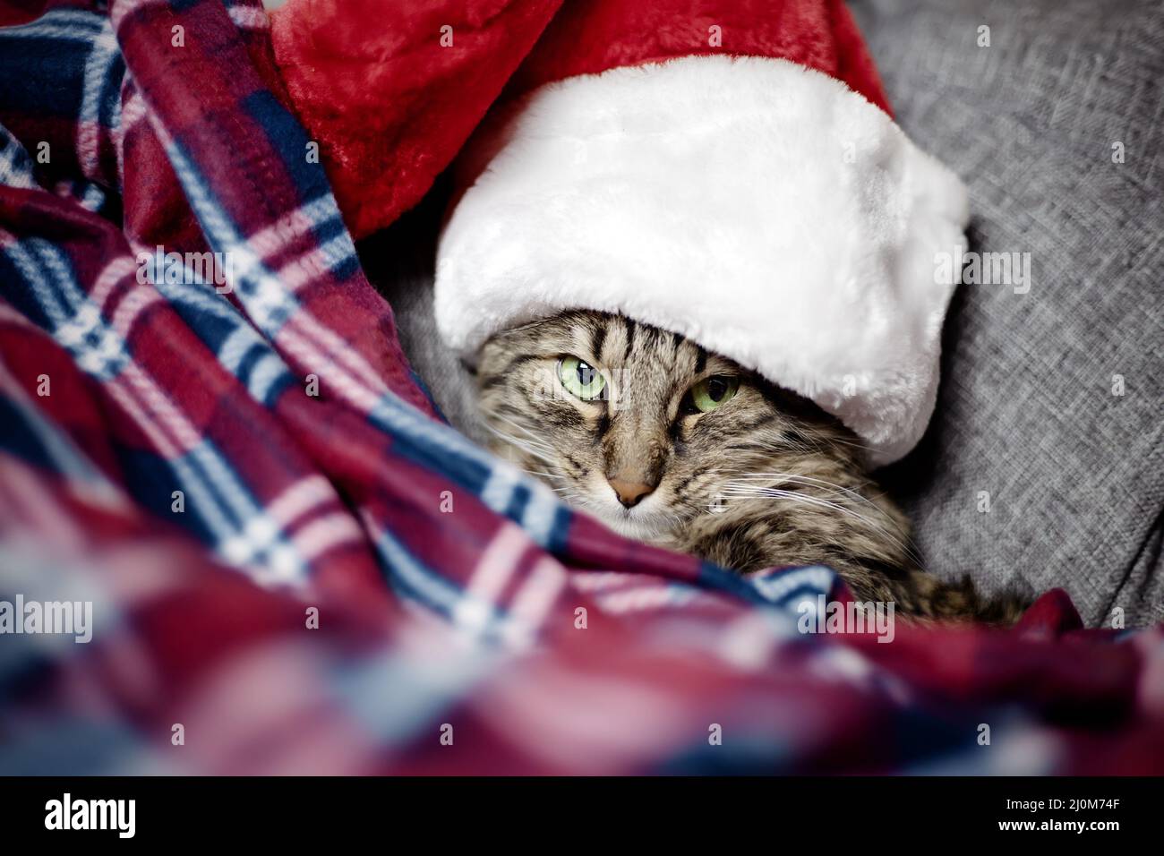 Eine ernsthafte Weihnachtskatze flüchtete vor Weihnachten unter einer Decke. Warten auf Weihnachten. Zusammensetzung von Katze und weihnachten Stockfoto