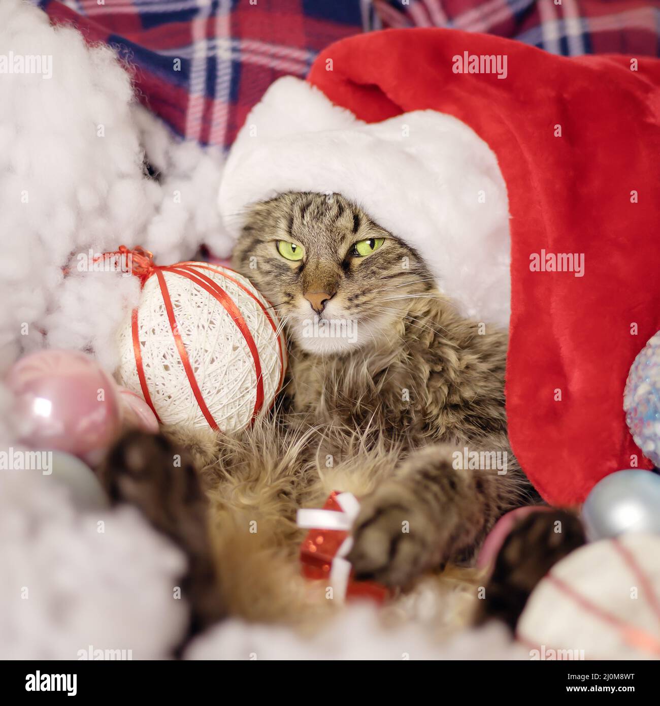 Weihnachten Tiger Katze mit Geschenk und Dekorationen. Schrecklicher Weihnachtsmann. Tiger Katze wartet auf weihnachten Stockfoto