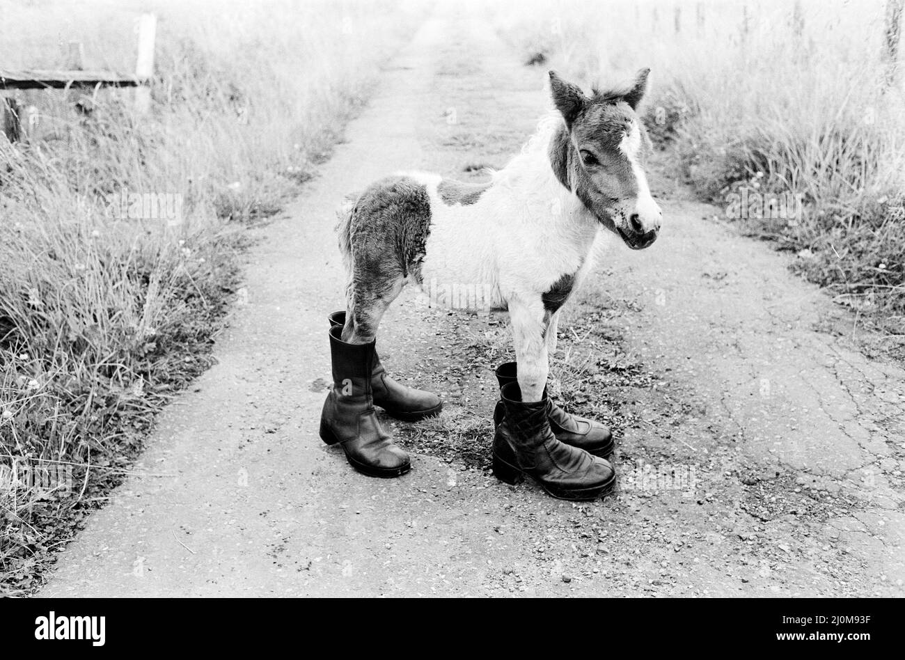 Großbritanniens kleinstes Shetland-Pony „Lucky“. Als sie geboren wurde, war sie nur 14 cm lang. Sie wird warten müssen, bis sie ein wenig aufwächst, bevor sie mit Hufeisen ausgestattet werden kann.Glückliches Bild hier stehend in zwei Paar alten Stiefeln August 1980. Stockfoto