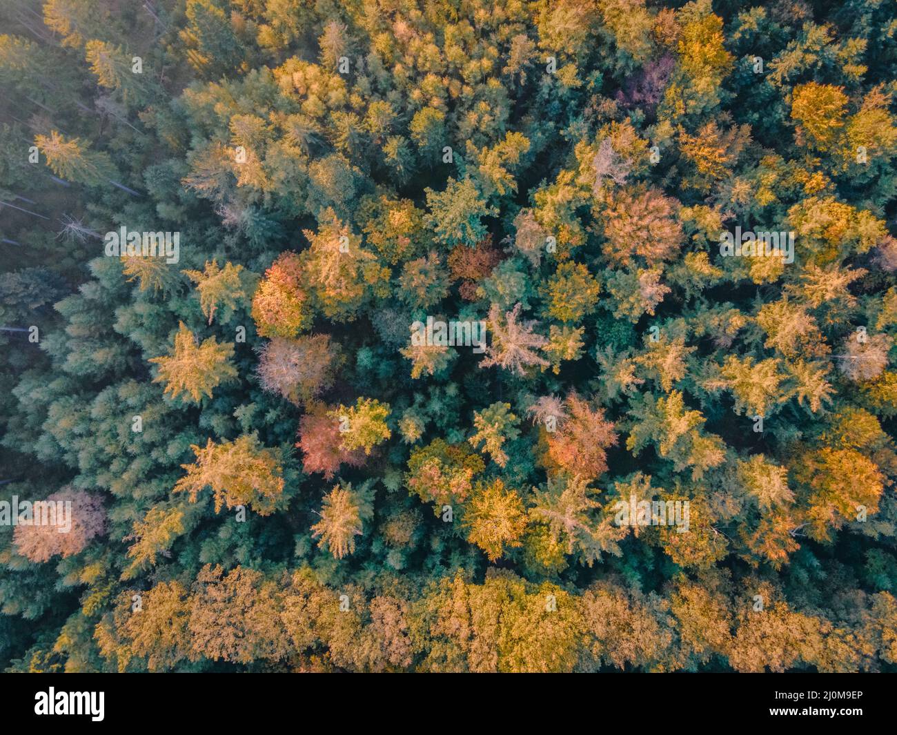 Herbstfarben mit orange roten Bäumen im Oktober im Nationalpark Drentsche AA, bunte Herbstbäume in den Niederlanden Drenthe d Stockfoto