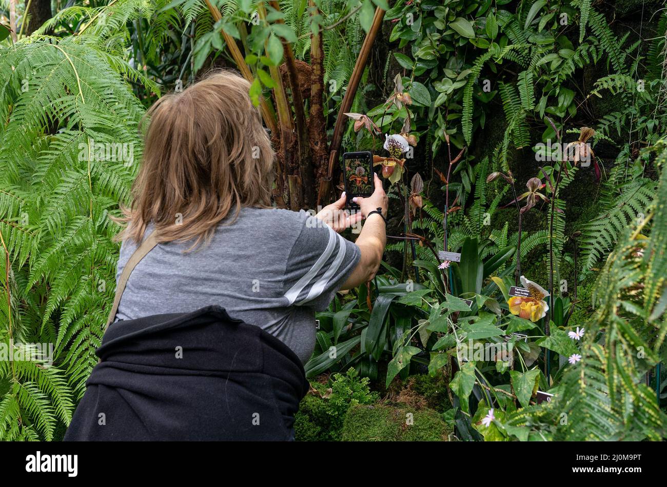 Die Besucher besuchen die jährliche Frühjahrs-Orchideenschau im New York Botanical Garden. Die diesjährige Show wurde von dem Designer Jeff Leatham entworfen, dem berühmten künstlerischen Leiter des Four Seasons Hotel George V in Paris und dem Blumendesigner der Stars. Die Show heißt Jeff Leathams Kaleidoskop. Menschen, die das Konservatorium betreten, werden wegen der COVID-19-Pandemie immer noch empfohlen, Masken zu tragen. Die Orchid-Shows wurden wegen einer Pandemie für zwei Jahre abgesagt und kehrten in vollem Gange in diesem Jahr zurück. (Foto von Lev Radin/Pacific Press) Stockfoto