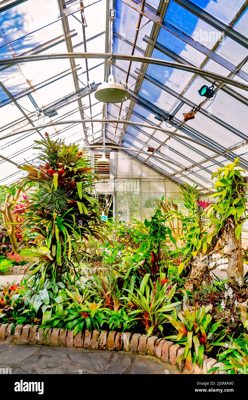Pflanzen wachsen im Wintergarten der Bellingrath Gardens, 4. März 2022, in Theodore, Alabama. Das kohlebeheizte Treibhaus wurde 1935 gebaut. Stockfoto