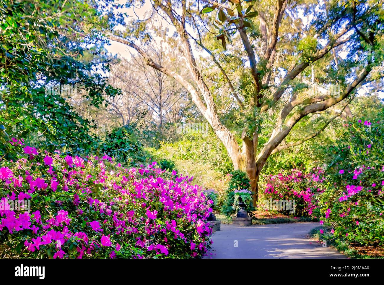 Azaleen (Rhododendron) blühen auf einem Wanderweg in Bellingrath Gardens, 4. März 2022, in Theodore, Alabama. Stockfoto
