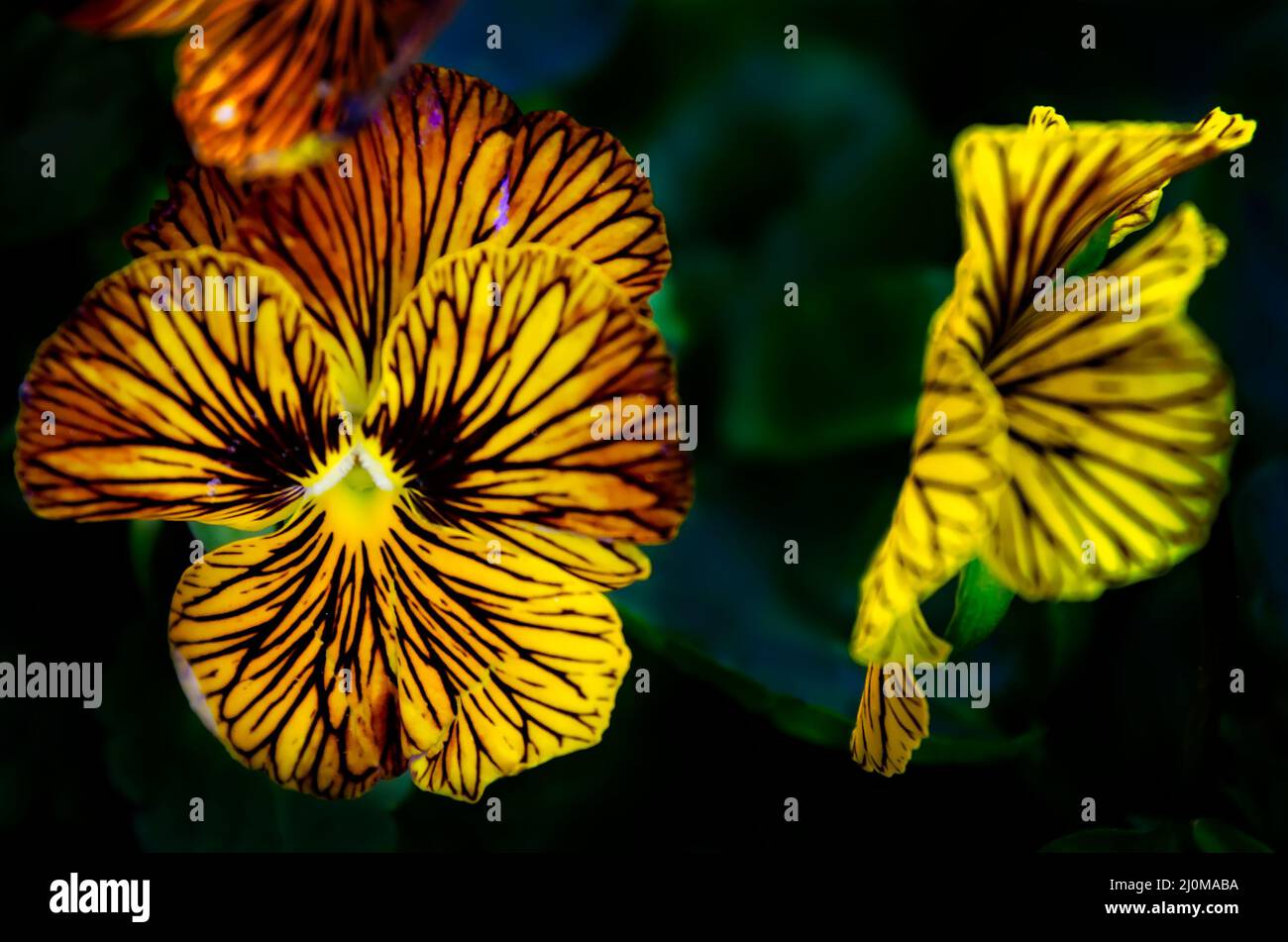 Tiger Eyes Viola (Viola cornuta) blühen in den Bellingrath Gardens, 4. März 2022, in Theodore, Alabama. Stockfoto